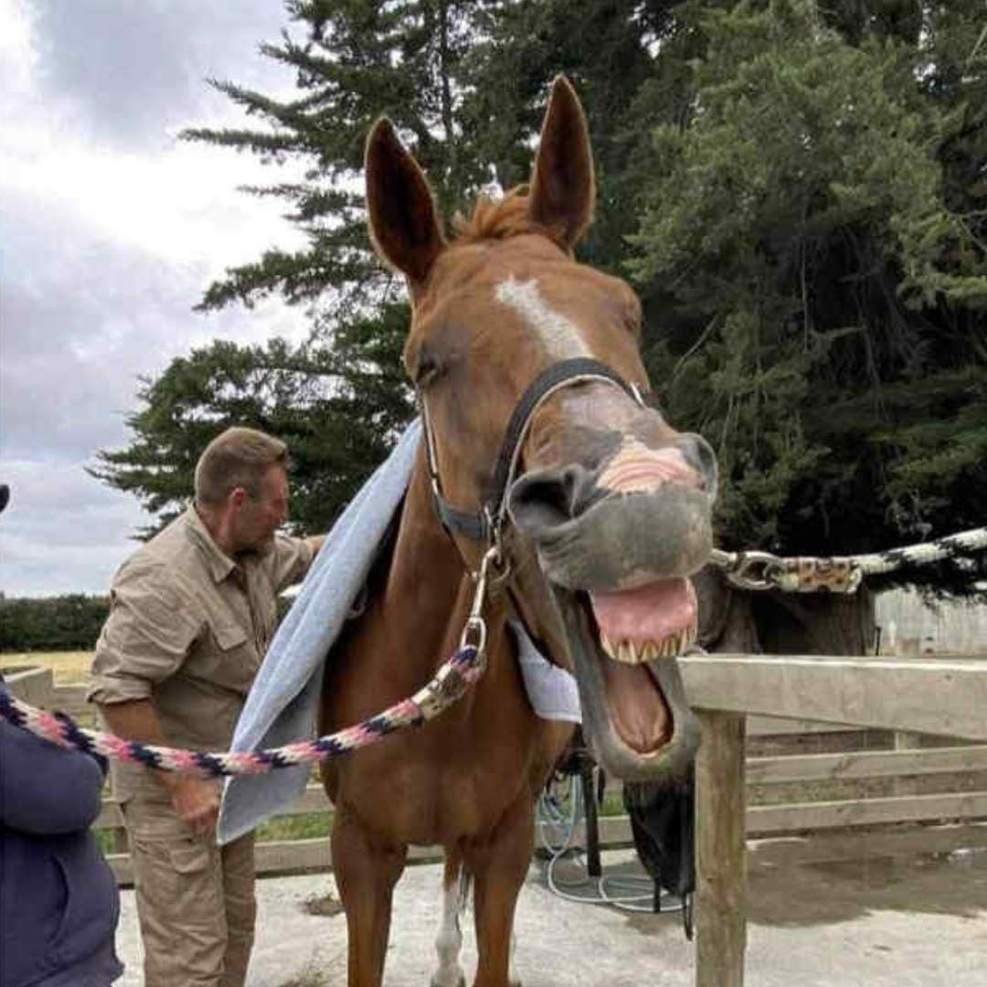 Listening to What the Horse Is Showing