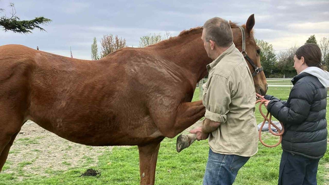 Equine Massage & Bodywork