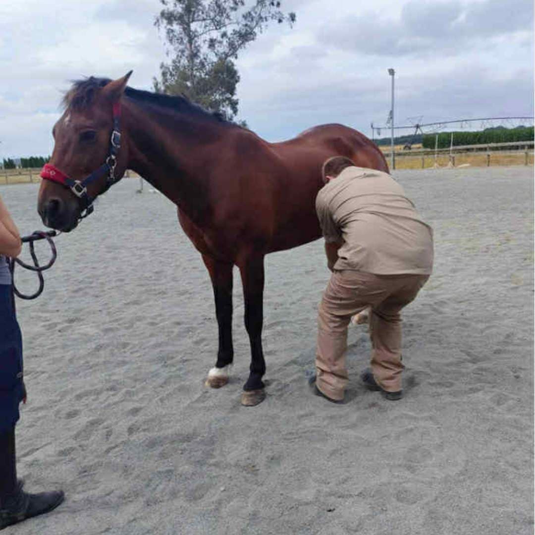 Supporting the Horse’s Body, Not Forcing It