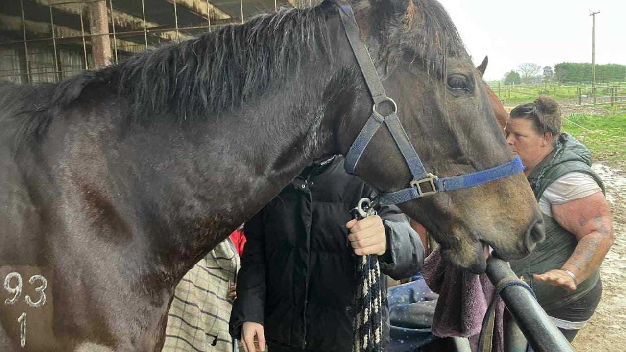 Performance Support for Sport & Racing Horses