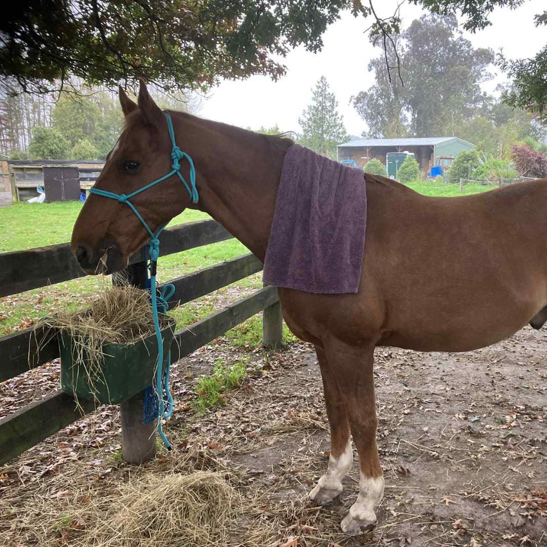 Introduction Title: Helping Performance Horses Work Better